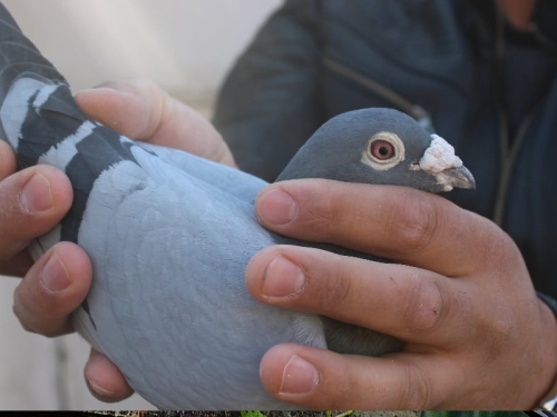 Kocaoğlu Pigeons 