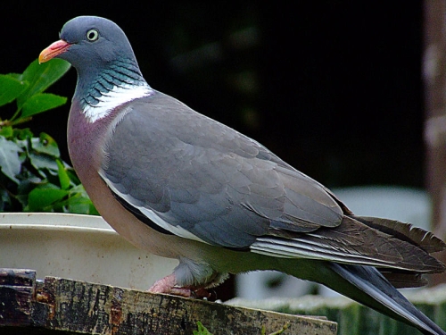 Kocaoğlu Pigeons 