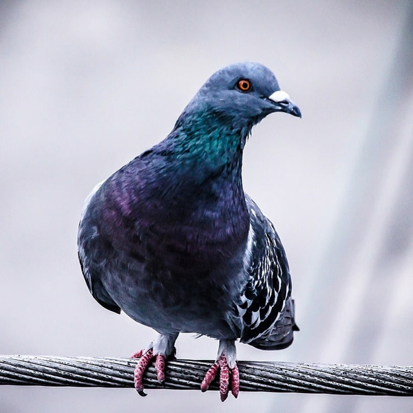 Kocaoğlu Pigeons  