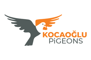 Kocaoğlu Pigeons 